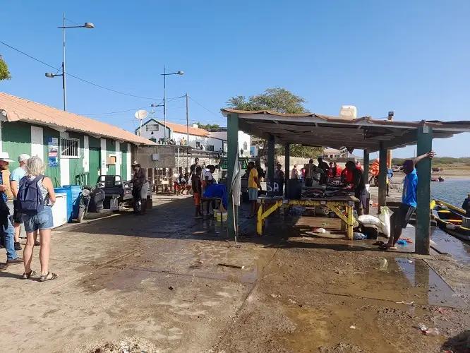 Freshly caught fish being cleaned in a Cape Verdean market – tall ship adventure