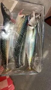 Freshly caught mackerel in the ship’s galley, ready for cooking