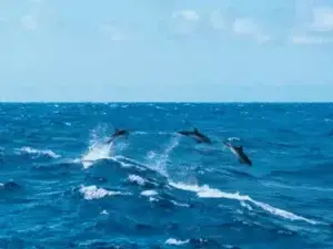 Dolphins joining the Morgenster