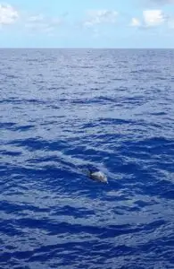 Dolphin Morgenster voyage Cabo Verde to Brazil 